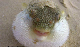 河豚视频,探索海洋生物的奇妙世界