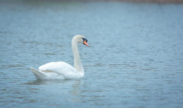 白天鹅视频,自然之美与和谐共生